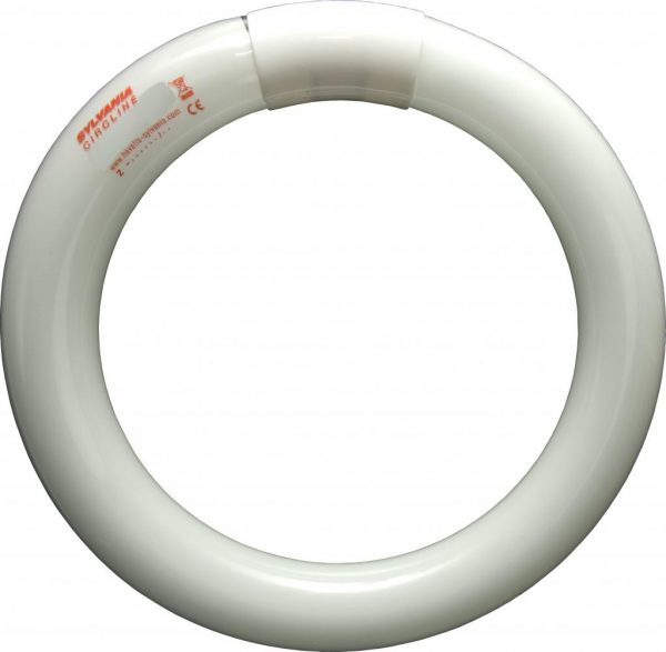 40w T9 Circular Tube Cool White 840 - Image 2